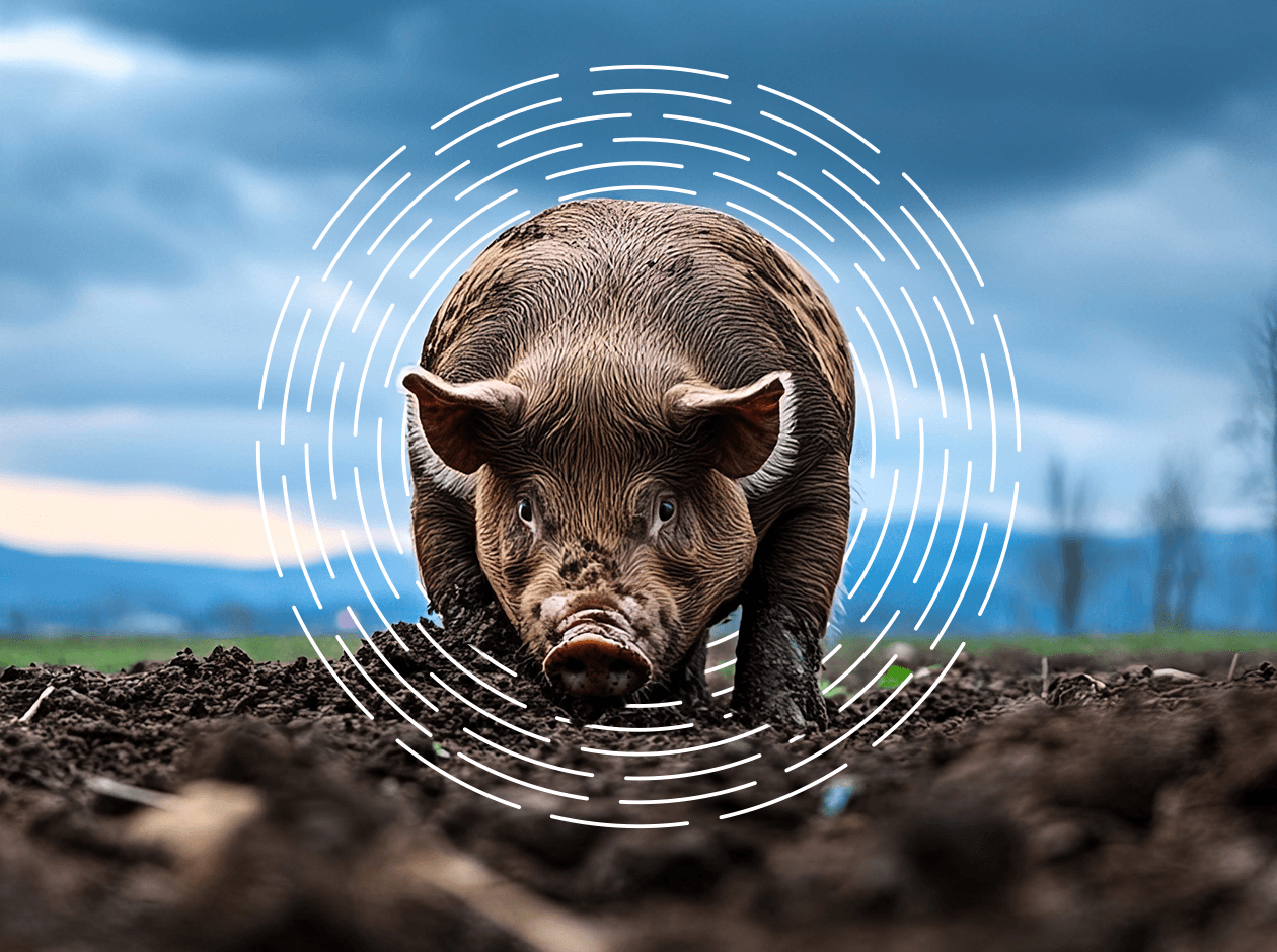 Image: Pig Digging for Truffle - Brian | Abobe Stock