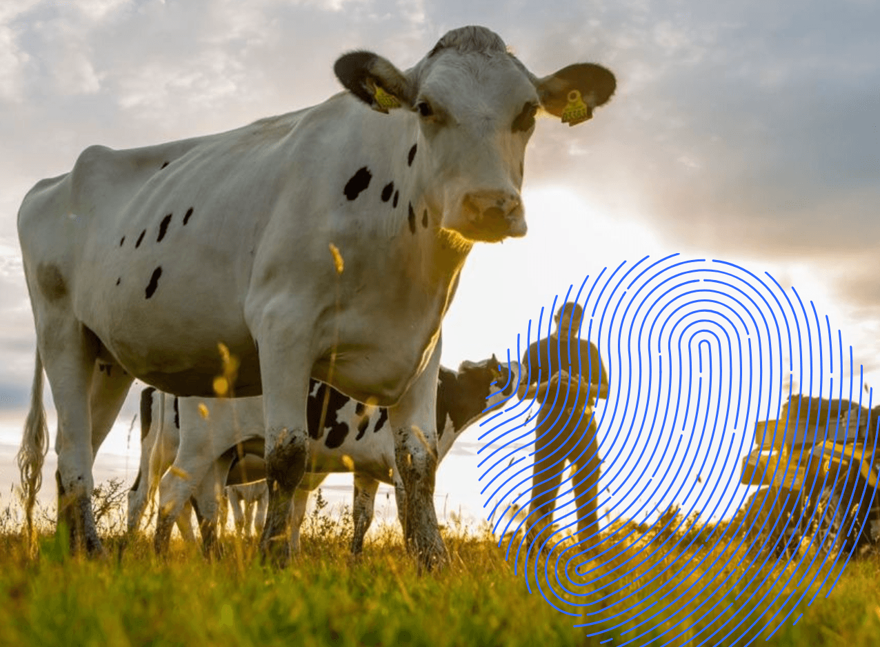 Image of a Cow in a Field with a Blue Carat Iconography in the Background